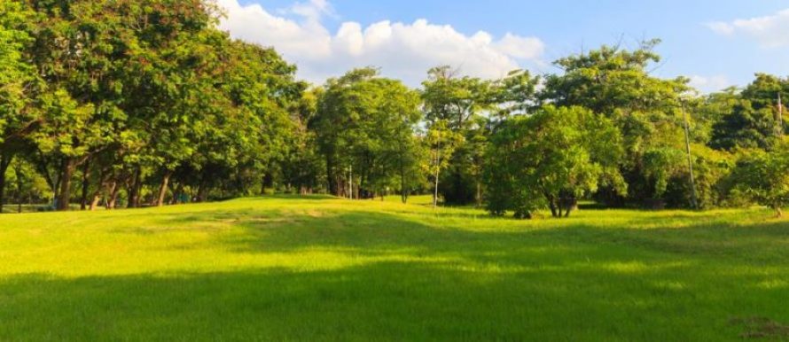 Landschaftsrasen - Eigenschaften, Saatgut, Pflege und Empfehlungen