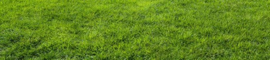 Rasen richtig sanden - Gartenfans.info