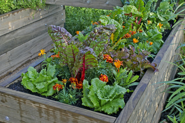 Das Hochbeet Gärtnern auf bequeme Art Gartenfans.info
