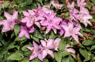 Clematis
