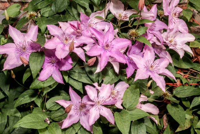 clematis Clematis