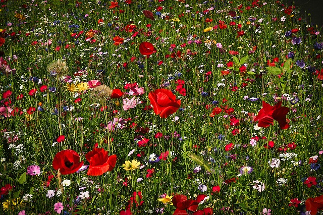Kräuterwiese mit Klatschmohn