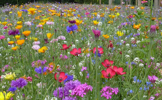 Kräuterwiese, Magerwiese mit vielen Wildblumen