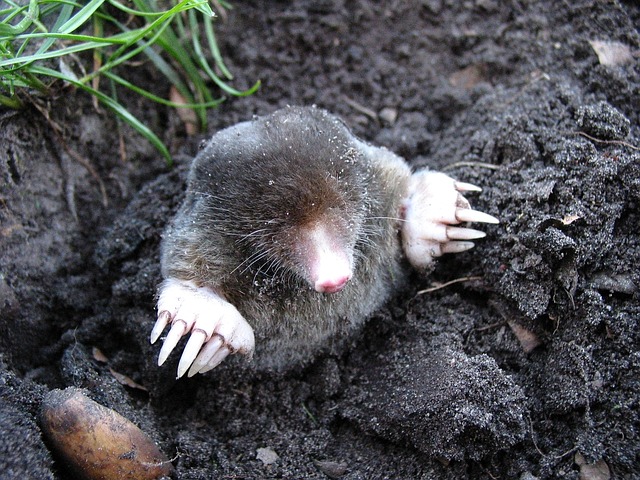 Maulwurf schaut aus Maulwurfshügel