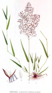 Rasensorten - Rotes Straußgras