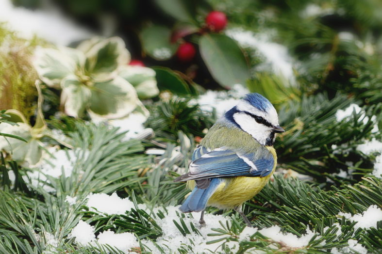 Garten im Winter