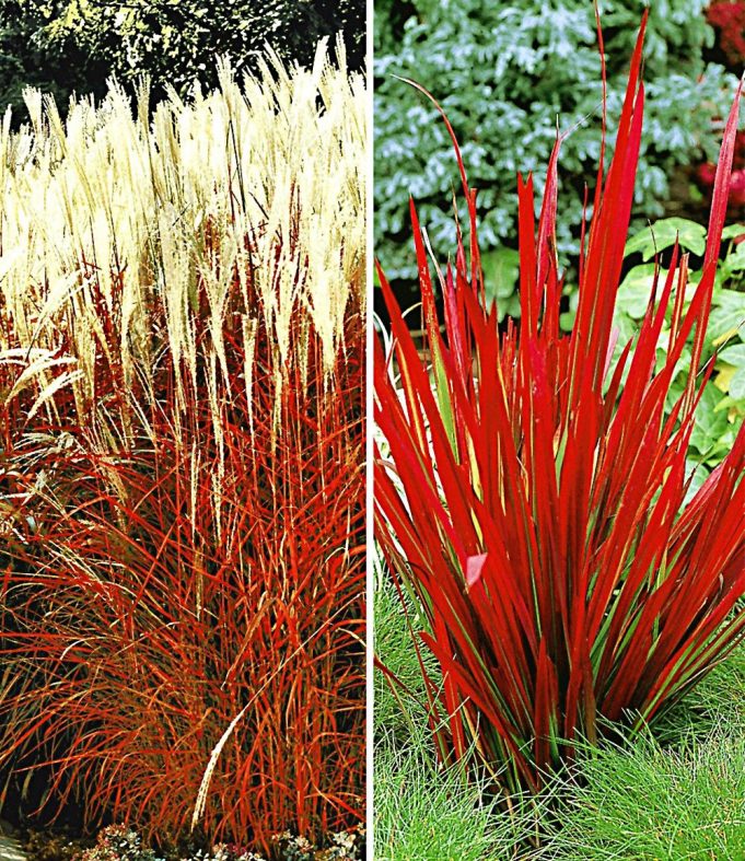 Rote GräserKollektion Gartenfans.info