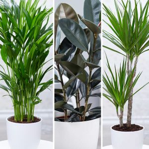 Zimmerpflanzen-Mix ‚XXL‘