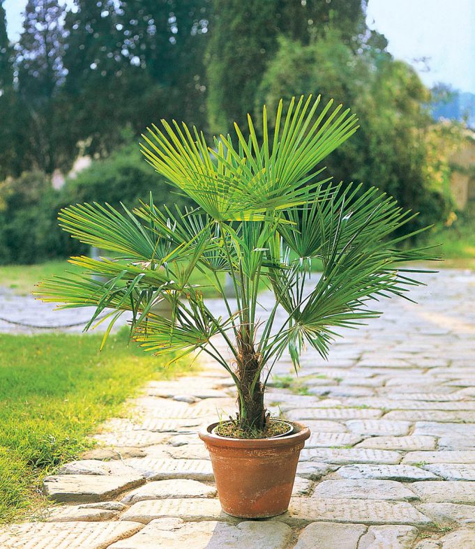 Winterharte KübelPalme im 21 cm Topf Gartenfans.info
