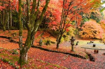 Der Ahornbaum bereichert jeden Garten. Foto leungchopan via Envato