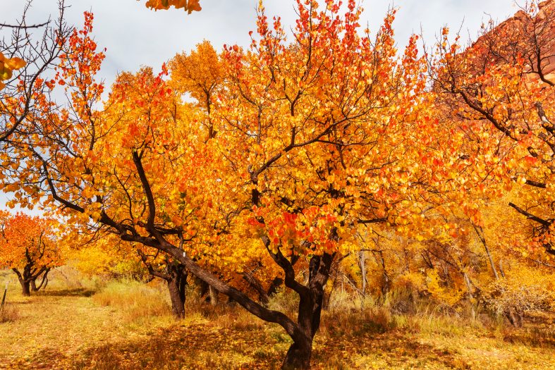 Im Herbst heißt es, den Garten winterfest zu machen. Foto Galyna_Andrushko via Envato