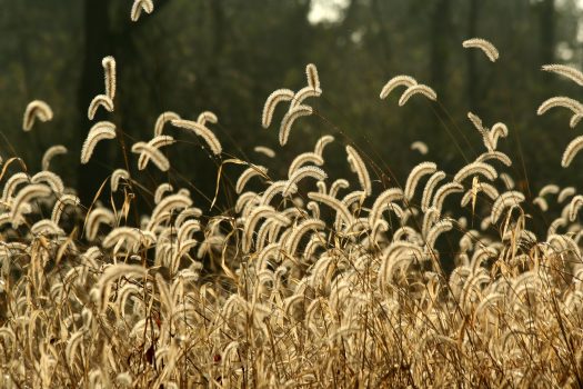 Wie bekommt man den eigenen Garten unkrautfrei? Foto: njnightsky via Envato