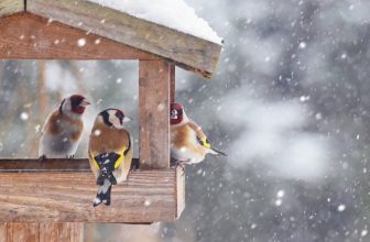 Ein Vogelhaus bietet den Vögeln in der kalten Jahreszeit Schutz und Nahrung. Foto ©Tunatura stock adobe
