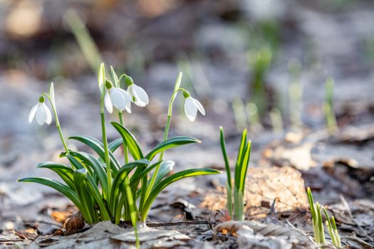 Schneeglöckchen gelten als Frühlingsboten Foto ©Victoria Kondysenko stock adobe