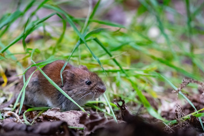 Wie wird man Wühlmäuse auf möglichst sanfte Art und Weise los? Foto: © Alexander von Düren /stock adobe