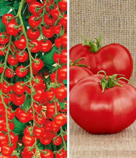 Veredelte TomatenKollektion 'La sélection du Chef®' Gartenfans.info