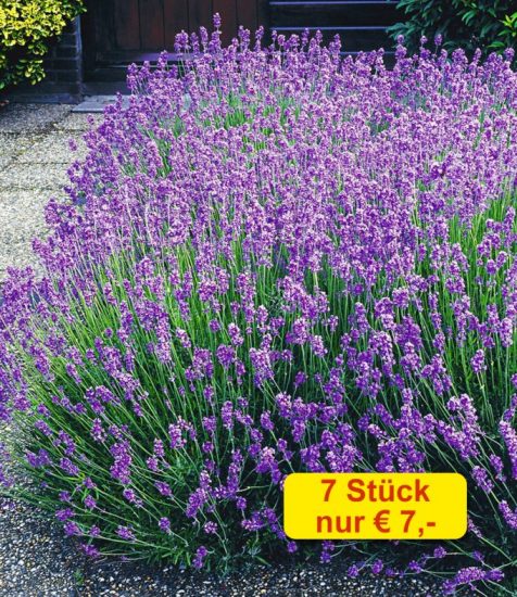 7erPack. SparAKTION Lavendel 'Blau' Gartenfans.info