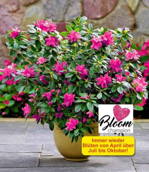 Durchblühende Azalee 'Bloom Champion' purple Gartenfans.info