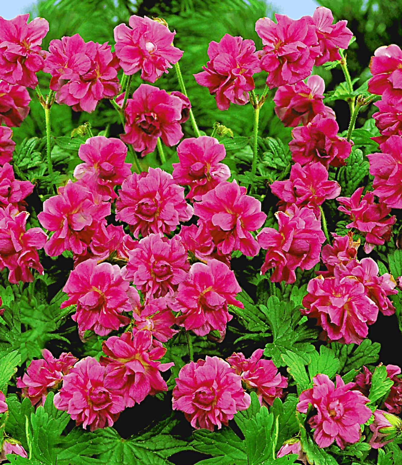 Winterharte Geranie 'Rote Burcs Double®' Gartenfans.info