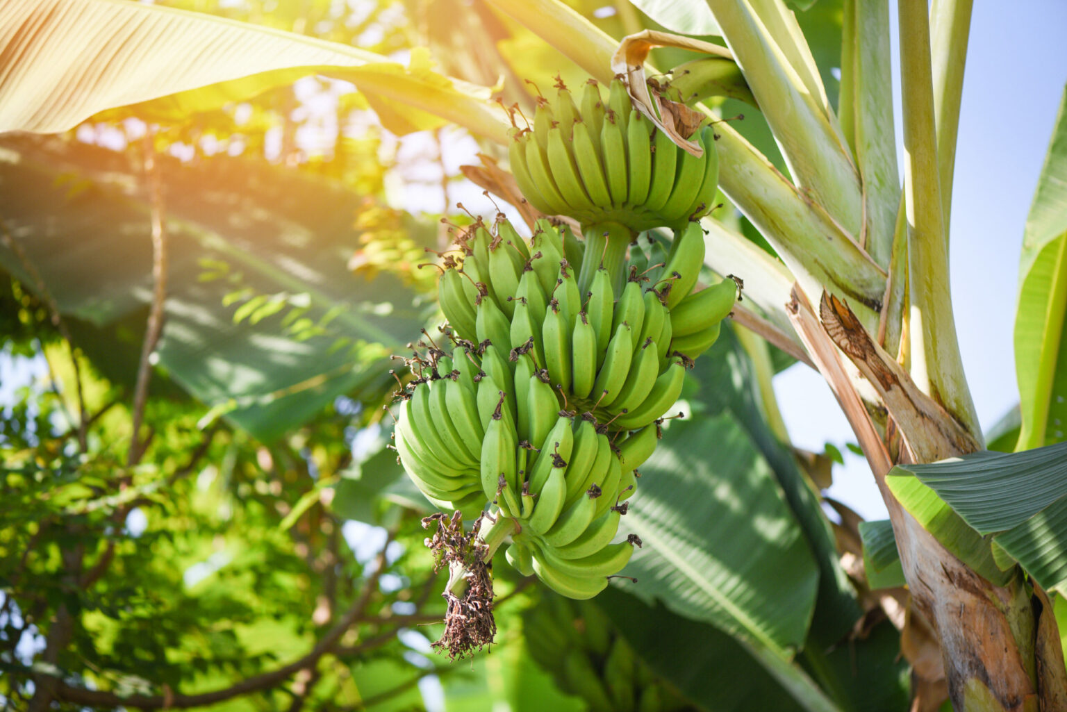 So übersteht die Bananenpflanze den Winter