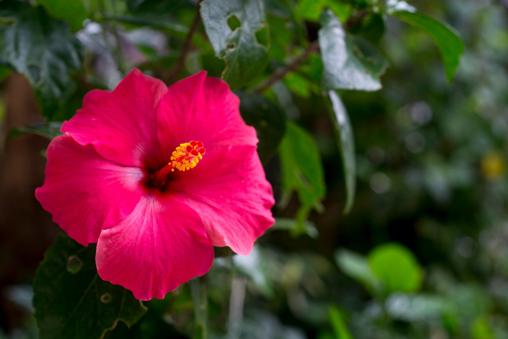 Hibiskus richtig überwintern ☆ Tipps und Informationen