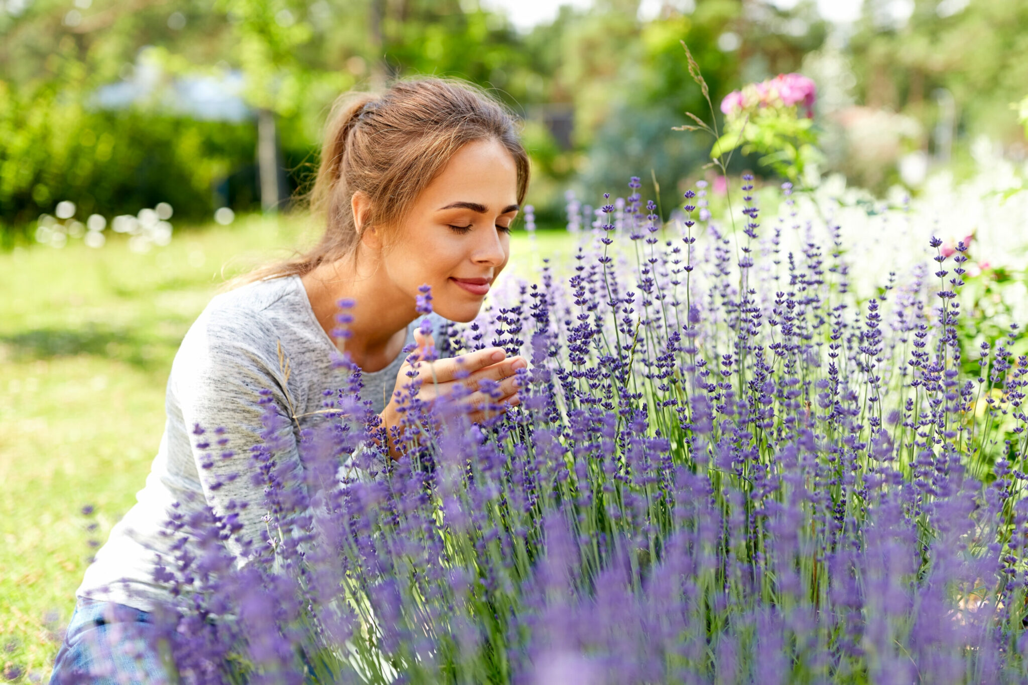 57+ Lavendel Überwintern Draußen, Erfahren sie alles über