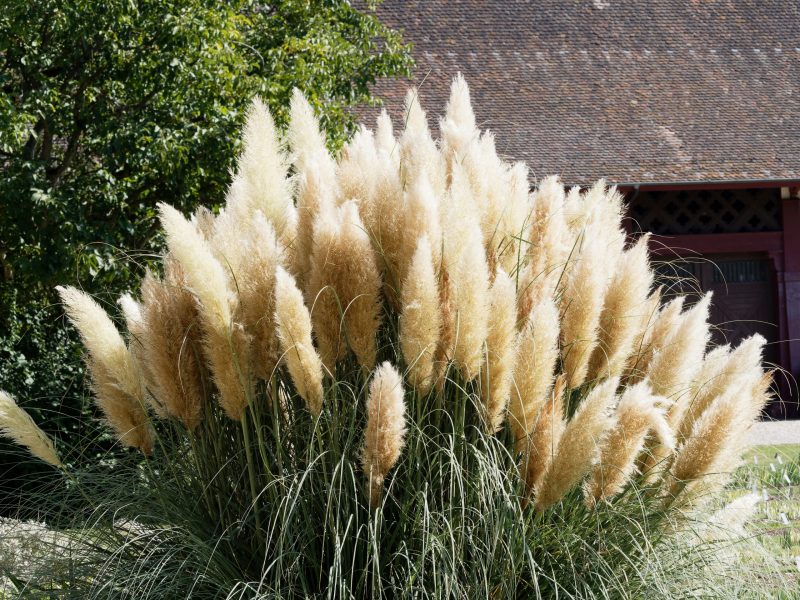 Pampasgras im Garten oder im Topf überwintern
