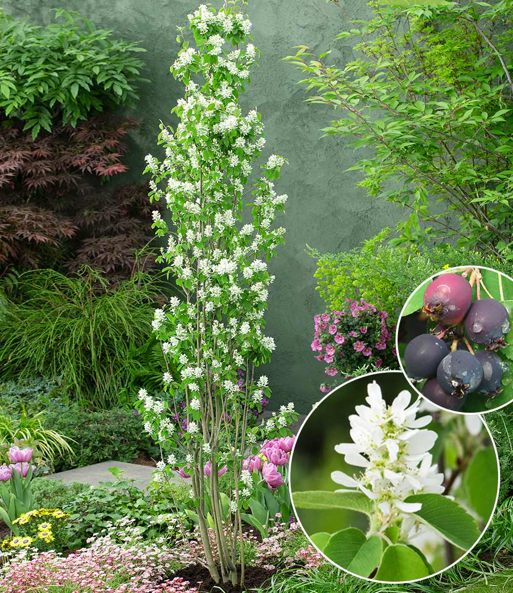 Felsenbirne Amelanchier 'Obelisk®', im 3Liter XLTopf Gartenfans.info