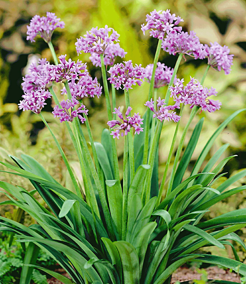 Knobi-Kraut - Gartenfans.info Knobi-Kraut - Gartenfans.info