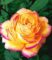 Parfum-Rose ‚Mitsouko®‘