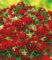 Balkon-Zauberglöckchen Petunie ‚Uno Double Red‘, 3 Pflanzen