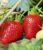 Immertragende Erdbeere ‚Albion‘