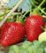 Immertragende Erdbeere ‚Albion‘