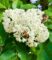 Bienenbaum – Tausendblütenstrauch