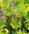 Allium ‚Fantasy‘