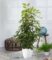 Ficus benjamini ‚Exotica‘ ca. 90-100 cm hoch