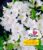 Durchblühende Azalee ‚Bloom Champion‘ weiß