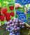 Beeren-Sortiment ‚Weintraube, Heidelbeere, Himbeere‘ zum Vorteilspreis