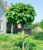 Kugel-Trompetenbaum auf Stamm