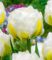 Tulpe ‚Cool Double‘