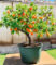 Mini-Aprikosenbaum ‚Orange Beauty‘ im 5-Liter XXL-Topf
