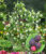 Felsenbirne Amelanchier ‚Greatberry® Garden‘