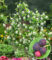 Felsenbirne Amelanchier ‚Greatberry® Garden‘