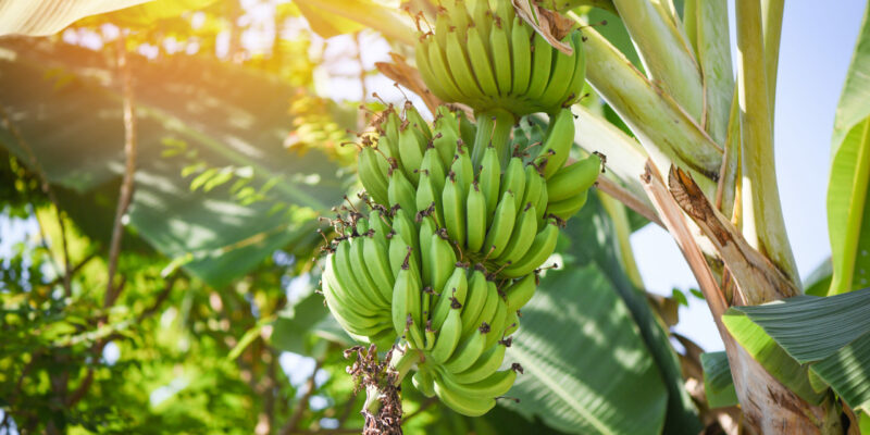 Bananenpflanze überwintern – was beachten? & Tipps