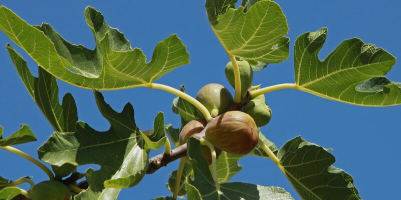 Feigenbaum überwintern – was beachten? & Tipps