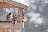 Ein Vogelhaus für die kalte Jahreszeit – für Tier und Mensch ein Gewinn