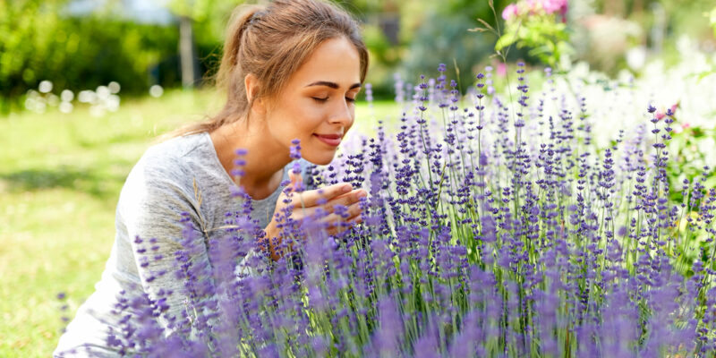 Lavendel überwintern – was beachten? & Tipps