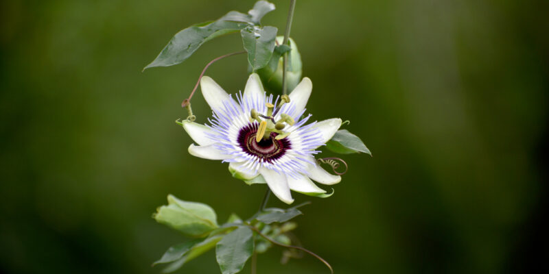 Passionsblume überwintern – was beachten? & Tipps
