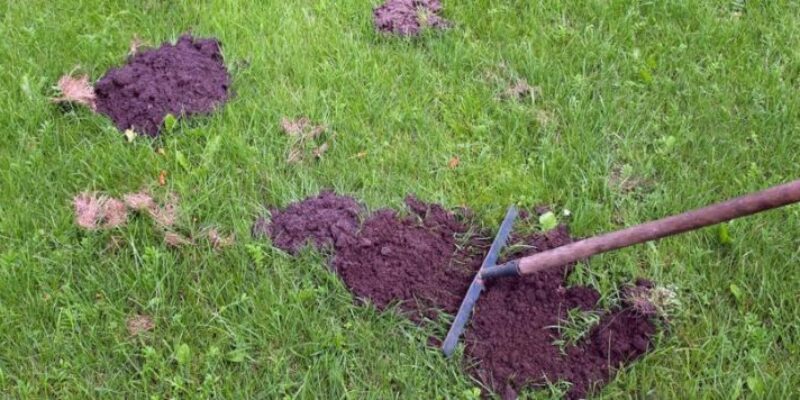 Maulwurfshügel entfernen – Maulwürfe vertreiben